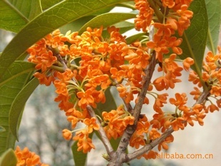 【綠化設(shè)計圖中的喬木與灌木之分】價格、產(chǎn)品供應(yīng),綠化設(shè)計圖中的喬木與灌木之分廠家批發(fā)-1024商務(wù)網(wǎng)