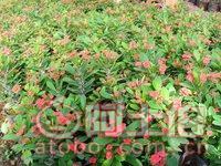 【泉州室內(nèi)綠化盆栽虎刺梅、質(zhì)優(yōu)價廉】綠化苗木,價格,廠家,供應(yīng)商,花木,龍海市東泗興輝園藝場 - 產(chǎn)品庫