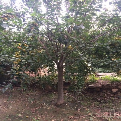 【誠信經(jīng)營海棠苗廠家西府海棠的用途】泰安高新區(qū)旺運苗木中心 - 產(chǎn)品庫