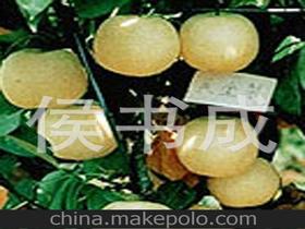 青島梨供應(yīng)商,價格,青島梨批發(fā)市場 