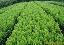 沭陽縣長樂綠化苗木場 苗木綠化與動(dòng)物毛鬃產(chǎn)品全覽