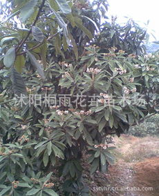 低價(jià)供應(yīng)枇杷種子，價(jià)格優(yōu)惠，量大從優(yōu)