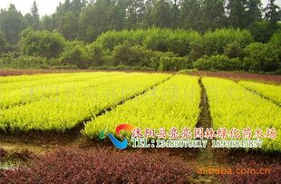 農苗網攜手沭陽亮亮園林，優質金葉女貞床苗與小苗全面供應