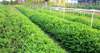 邊坡生態修復的關鍵 科學選擇與配置苗木